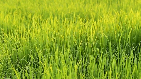 The wind blows the green rice leaf in the field Stock Footage 104300151