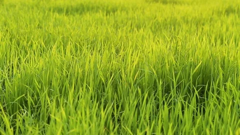 The wind blows the green rice leaf in the field Stock Footage 104300461