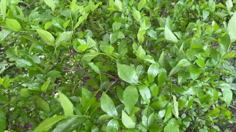 The wind blows hard and shakes the trees. Stock Footage 276400332