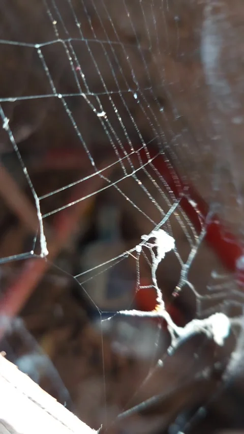 The wind blows hard and the spider webs break 1 Stock Footage 266393652