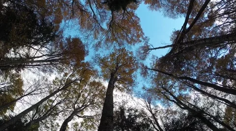 Wind blows in a hardwood forest Vídeo Stock 62710314