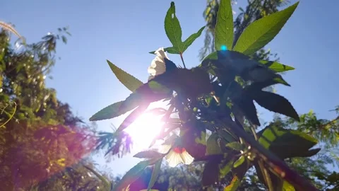 The wind blows the hibiscus flowers. Stockbeeldmateriaal 296356784