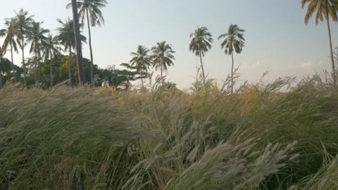 The wind blows on the high grass of a palm field, in Cambodia Stock Footage 236189498
