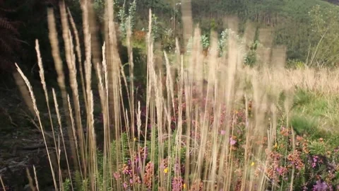 Wind blows in a high mountain Stock Footage 208868949
