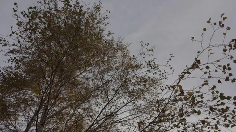 The wind blows up on the hill the shunt of the tree the branches of the tree Stock Footage 123757131