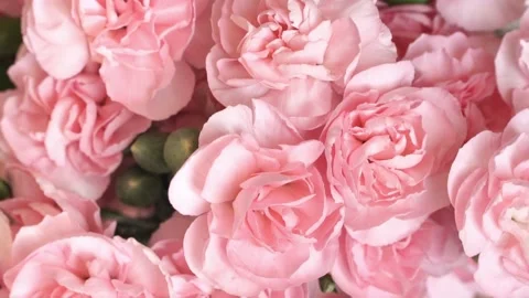 Wind blows on large buds of pink blush carnations. Stock Footage 107650587