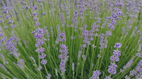The wind blows in the lavender field Stock Footage 197059965