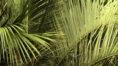 The wind blows the leaves (2) Stock Footage 242378324