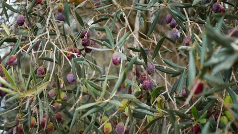 The wind blows the leaves and fruit of an olive tree on a balmy day - Stock Footage 168413041