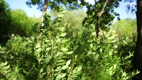 The wind blows the leaves and green leaves 库存影片 154750595
