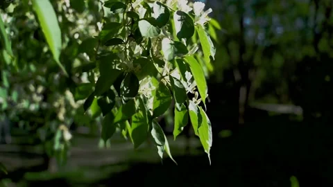 The wind blows the leaves and green leaves Stock Footage 154750622