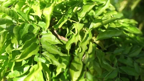 The wind blows the leaves and green leaves Stock Footage 154750655