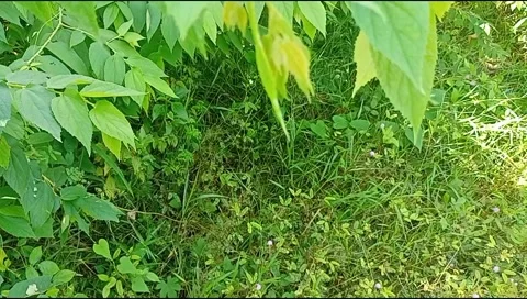 The wind blows in the leaves Stock Footage 219526321