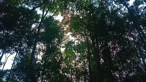 The wind blows the leaves Stock Footage 229050302