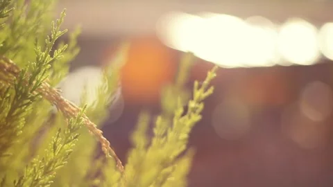 The wind blows the leaves Stock Footage 242378329