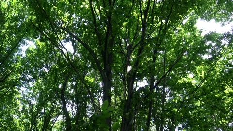 Wind blows leaves in forest Stock Footage 134249615