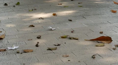 The wind blows the leaves on the ground Stock Footage 56506047