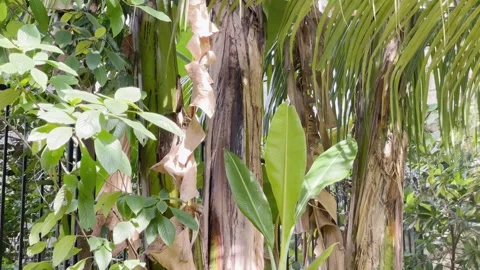 Wind blows the Leaves, Nature, Medium Shot Vídeo Stock 334190266
