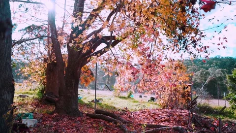 The wind blows the leaves of an old maple tree. Stock Footage 140489271