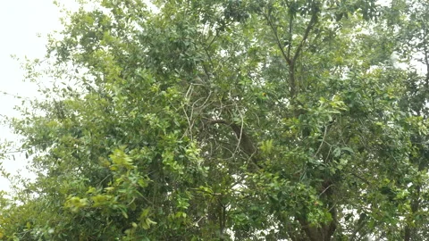 Wind Blows Leaves in Rain Stock Footage 285187235