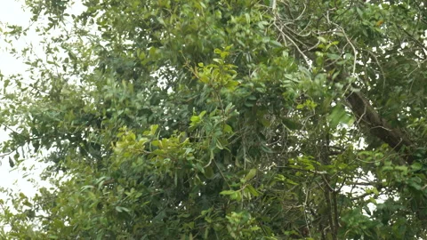 Wind Blows Leaves in Rain Stock Footage 285187236