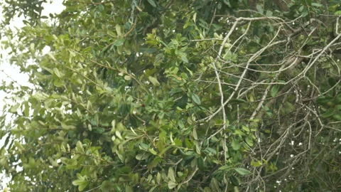 Wind Blows Leaves in Rain Stock Footage 285187238