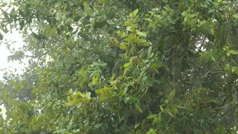 Wind Blows Leaves in Rain Stock Footage 285187239