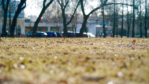 The wind blows the leaves in the spring in the Park Video stock 73780333