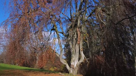 Wind blows leaves from a weeping beech tree in autumn Stock Footage 294978171