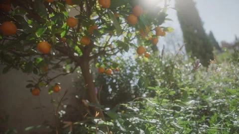 The wind blows in the mandarin tree in light surrounded by bushes in a garden Stock Footage 229548218