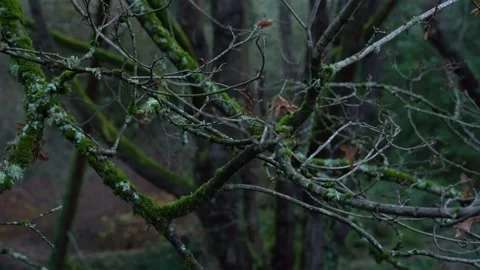 Wind Blows Moss Covered Branches in Forest Stock Footage 262276510