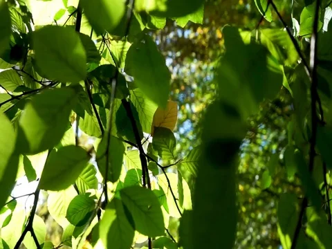 Wind blows over the branches of a tree on an autumn afternoon with the sun behin Stock Footage 118466388