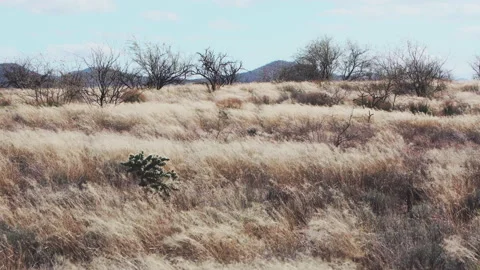 Wind blows over the grass desert with a staghorn cholla and Mesquite trees Stock Footage 212786792