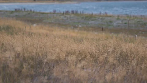 Wind blows over grass surrounded by a lake, in New Zealand Stock Footage 217463362