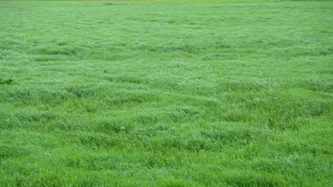 The wind blows over a green grass. Vídeo Stock 168469306