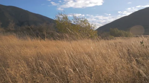 Wind blows over tall grass surrounded by mountains, in New Zealand Stock Footage 217235388