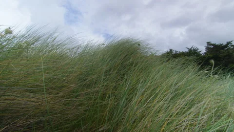 Wind blows over tall grass on a dune by the ocean, in Brittany, France Stock Footage 229734129