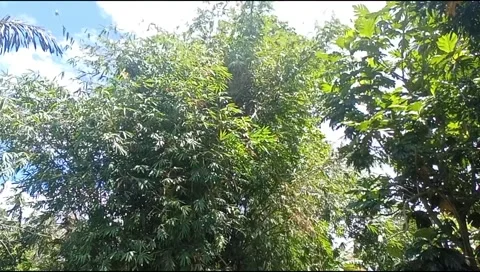 The wind blows over the trees Stock Footage 206069501