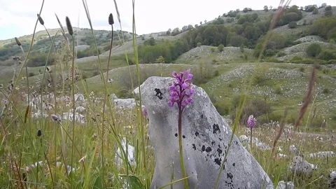 Wind blows over the valley of the orchids 4779 Stock Footage 108466683