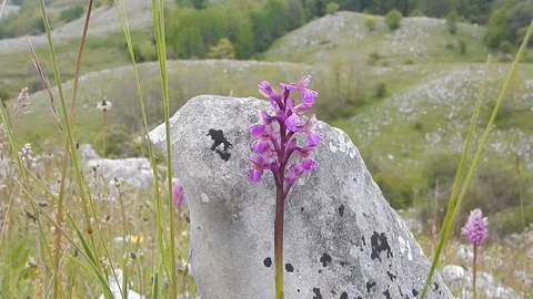 Wind blows over the valley of the orchids 4780 Stock Footage 108466724