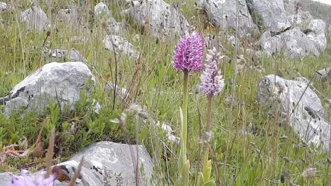 Wind blows over the valley of the orchids 4783 Video stock 108466751