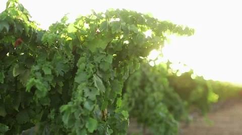 Wind blows over the vineyard Stock-Footage 55843535