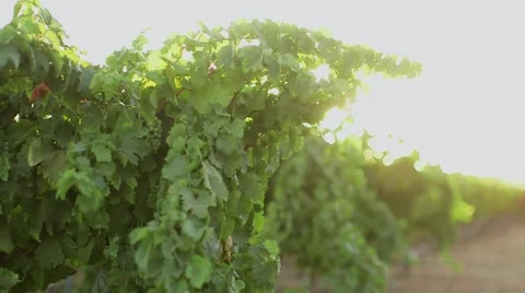 Wind blows over the vineyard Stock-Footage 56030907