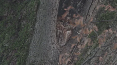 The wind blows the owl's feathers, Fall 4K Stock Footage 166702599