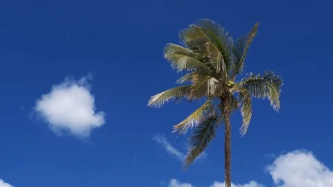 The wind blows on a palm tree against a background of clouds Stock Footage 84590611