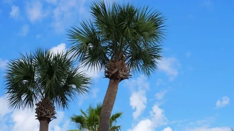 The wind blows on palm trees and clouds, timelapse Stock Footage 84600104