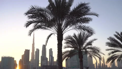 The wind blows palm trees. city view Stock-Footage 132952725