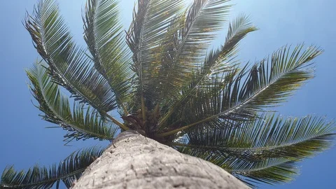 The wind blows on the palm trees of a coconut tree Stock Footage 127429100
