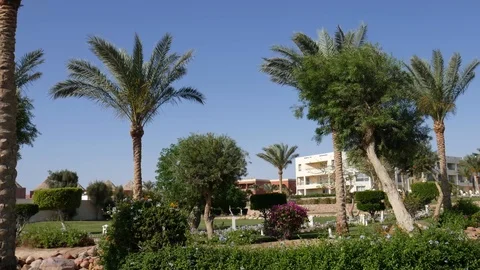 Wind blows on palm trees in Egypt. Landscaping. View Of Palm Trees. Resort Hotel Stock Footage 116881072