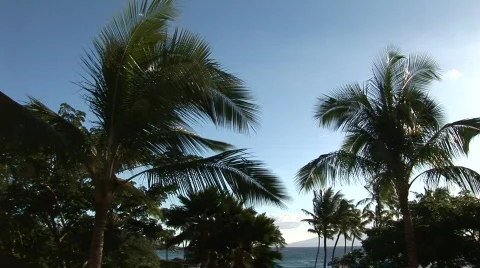 Wind blows Palm trees at Tropical Beach WS 動画素材 341718